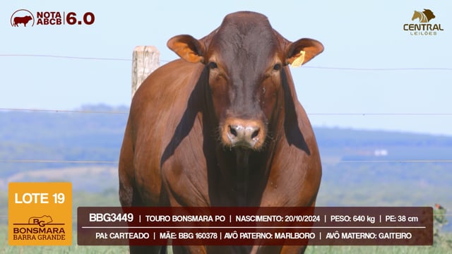 Lote 19