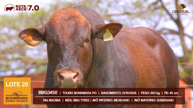 Lote 20