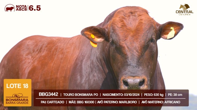 Lote 18