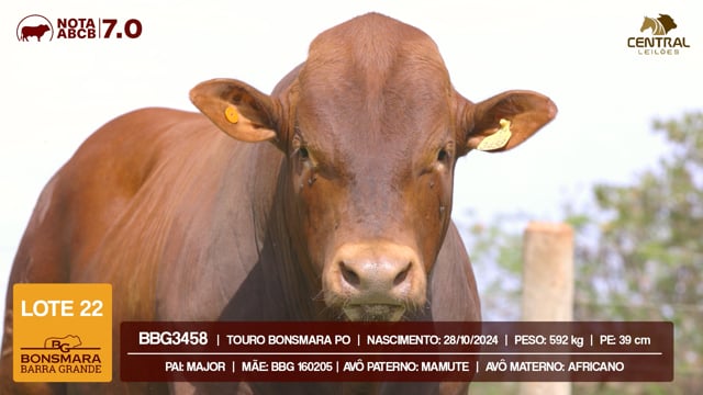 Lote 22