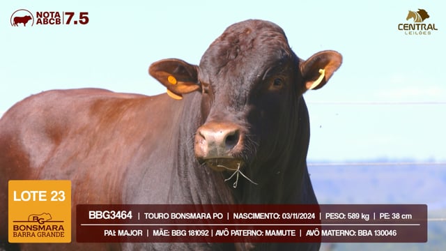 Lote 23