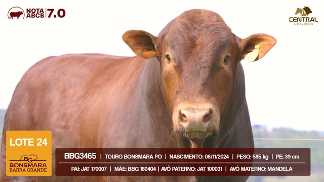Lote 24