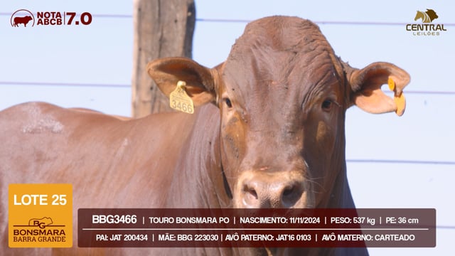 Lote 25