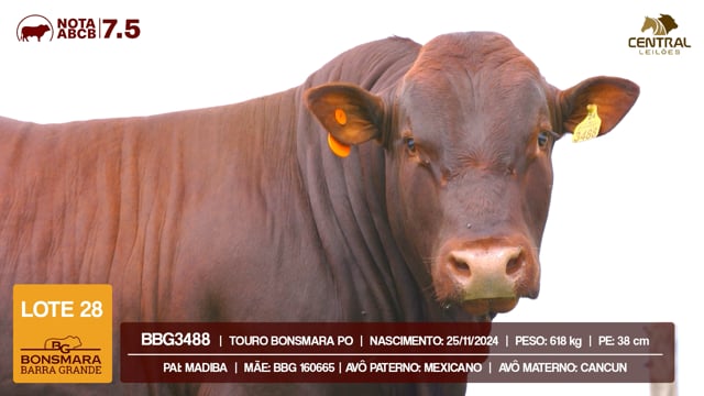 Lote 28
