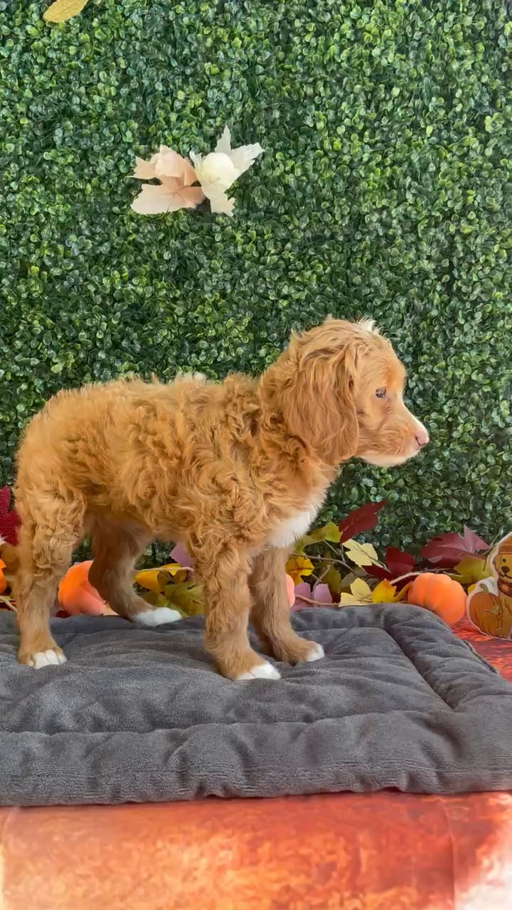 Female Mini Goldendoodle puppy named Tessa for sale at Puppy Dreams - West Little Rock. video thumbnail