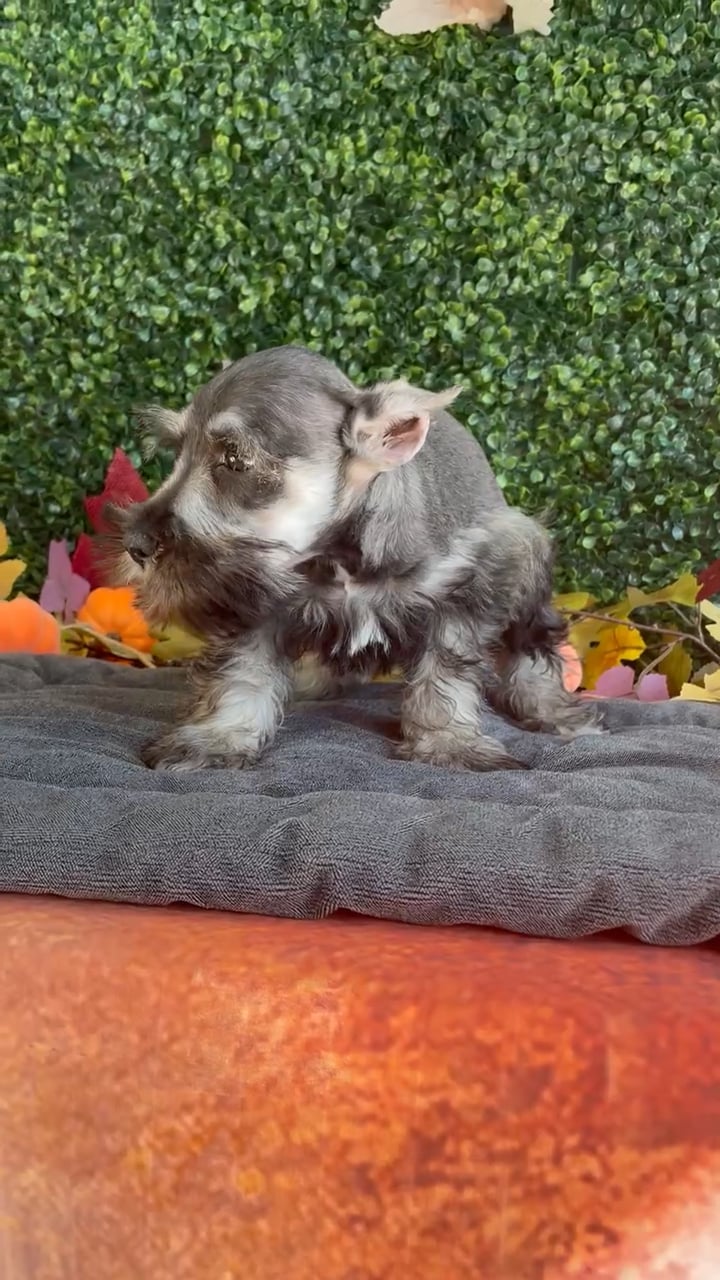 Male Mini Schnauzer puppy named Wesley for sale at Puppy Dreams - West Little Rock. video thumbnail
