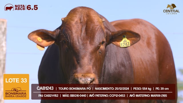 Lote 33