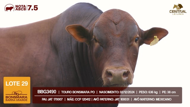 Lote 29
