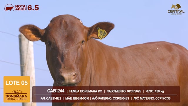 Lote 05