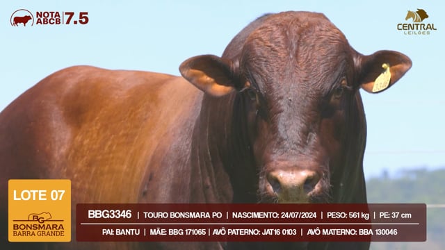 Lote 07