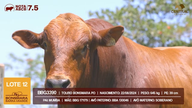 Lote 12