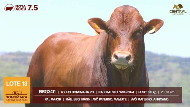 Lote 13