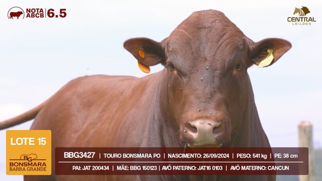 Lote 15