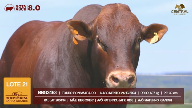 Lote 21