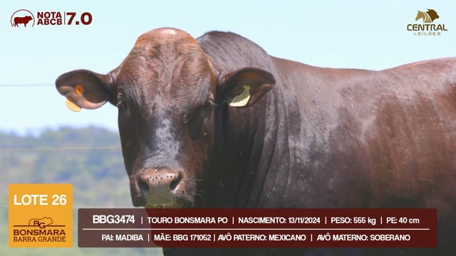 Lote 26