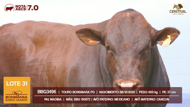 Lote 31