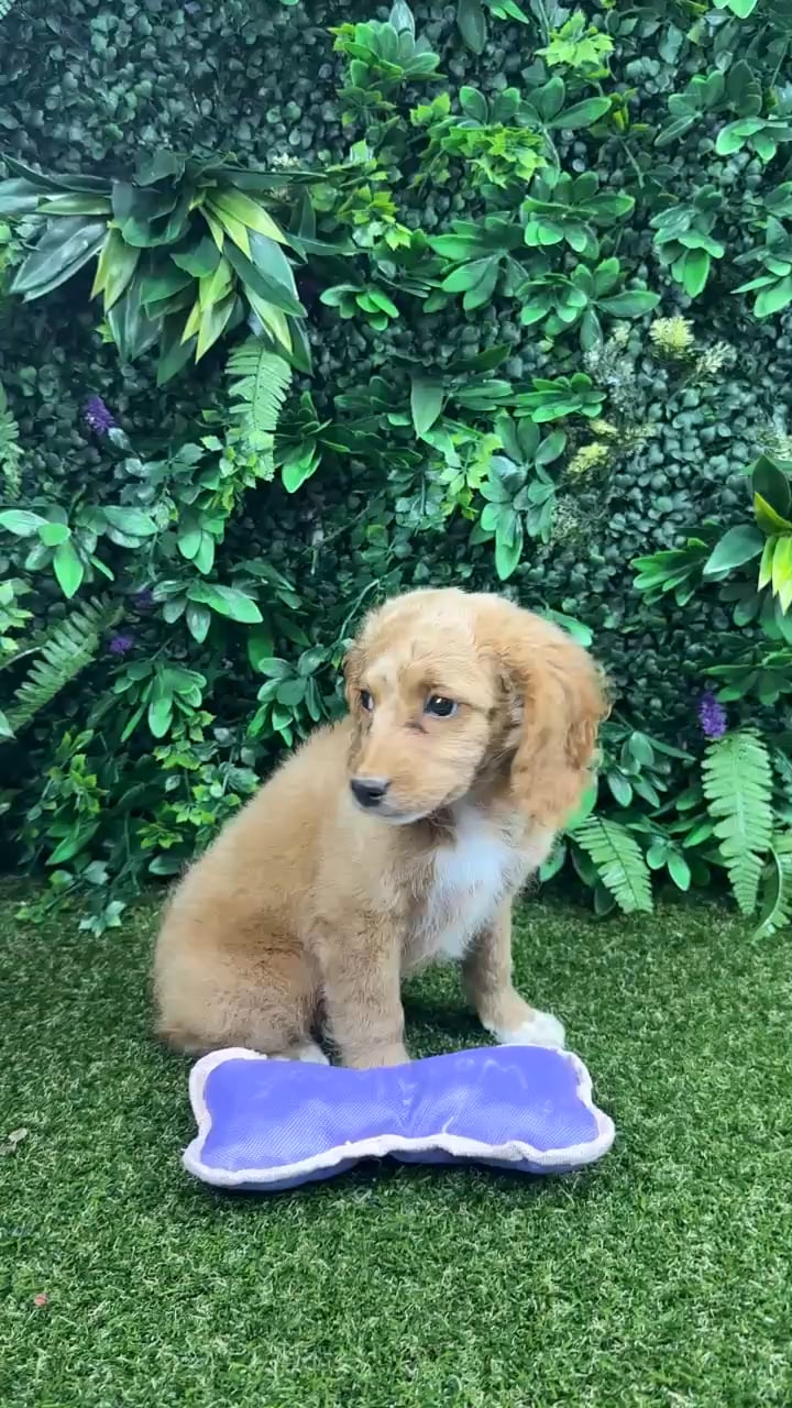 Female Mini Goldendoodle puppy named Kitsune for sale at Puppy Dreams - Parks Mall. video thumbnail