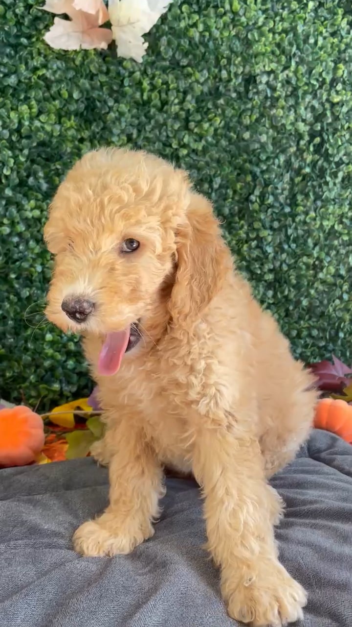 Male Mini Goldendoodle puppy named Sevyn for sale at Puppy Dreams - West Little Rock. video thumbnail