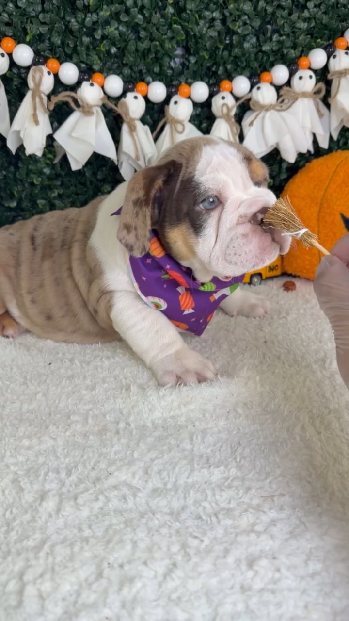 Female English Bulldog puppy named Sugar for sale at Puppy Dreams - Garland. video thumbnail