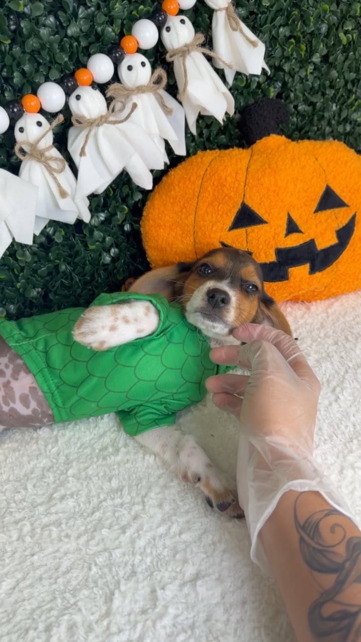 Male Beagle puppy named Jack for sale at Puppy Dreams - Garland. video thumbnail