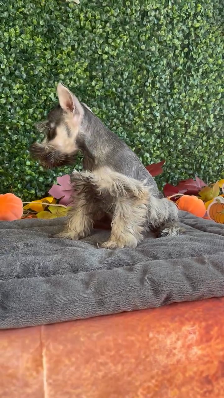Male Mini Schnauzer puppy named Jack for sale at Puppy Dreams - West Little Rock. video thumbnail
