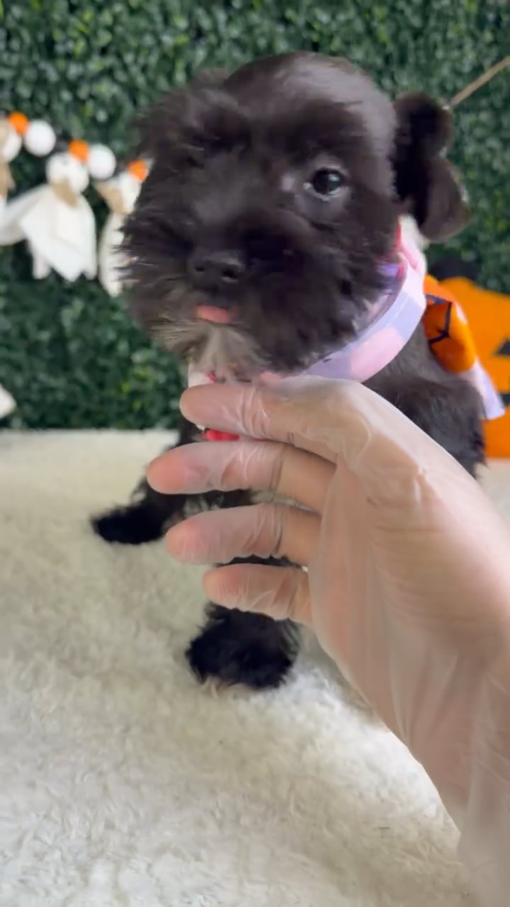 Female Mini Schnauzer puppy named Dahlia for sale at Puppy Dreams - Garland. video thumbnail