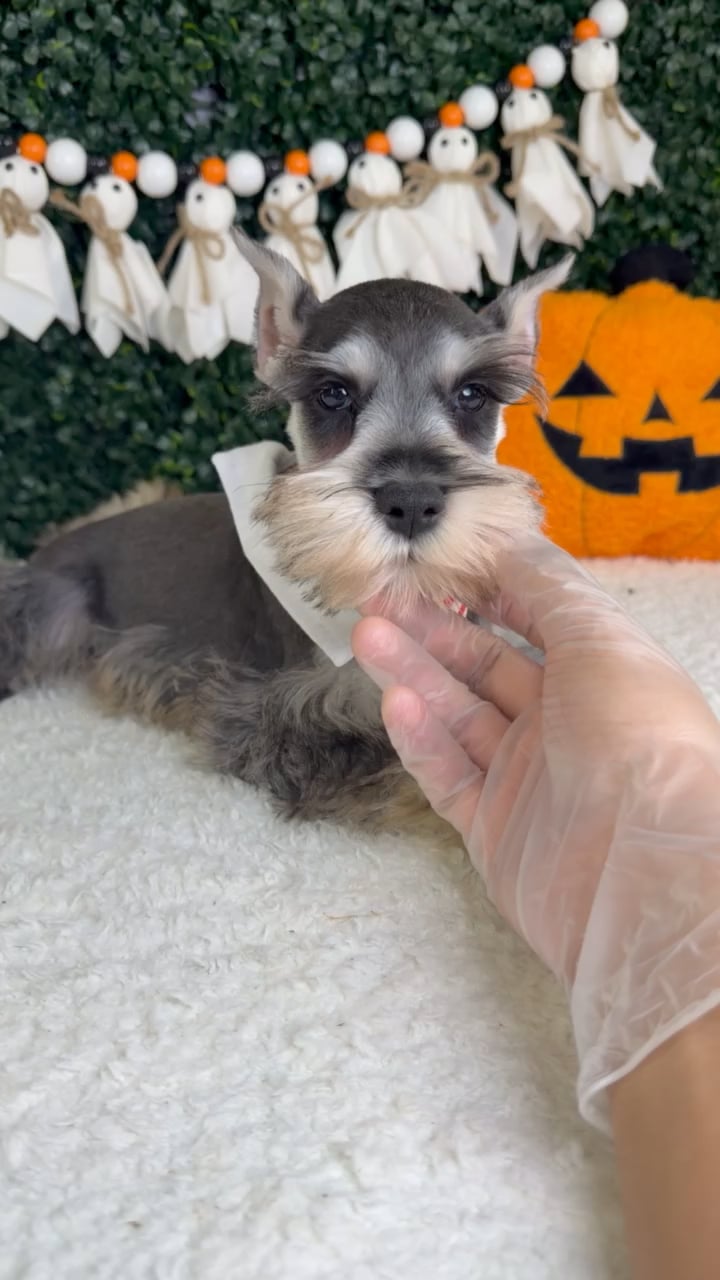 Male Mini Schnauzer puppy named Draven for sale at Puppy Dreams - Garland. video thumbnail