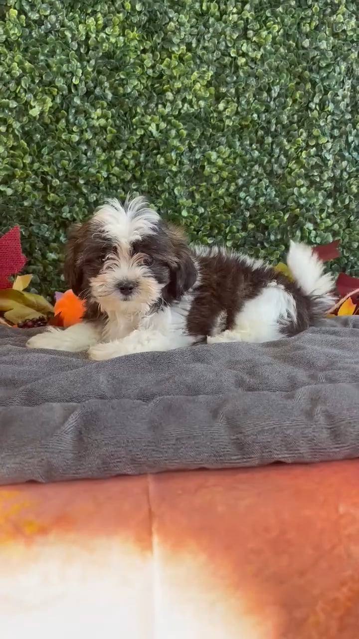 Male Teddy Bear puppy named Theo for sale at Puppy Dreams - West Little Rock. video thumbnail
