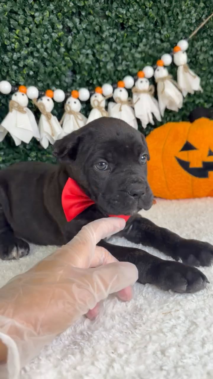Male Cane Corso puppy named Venom for sale at Puppy Dreams - Garland. video thumbnail