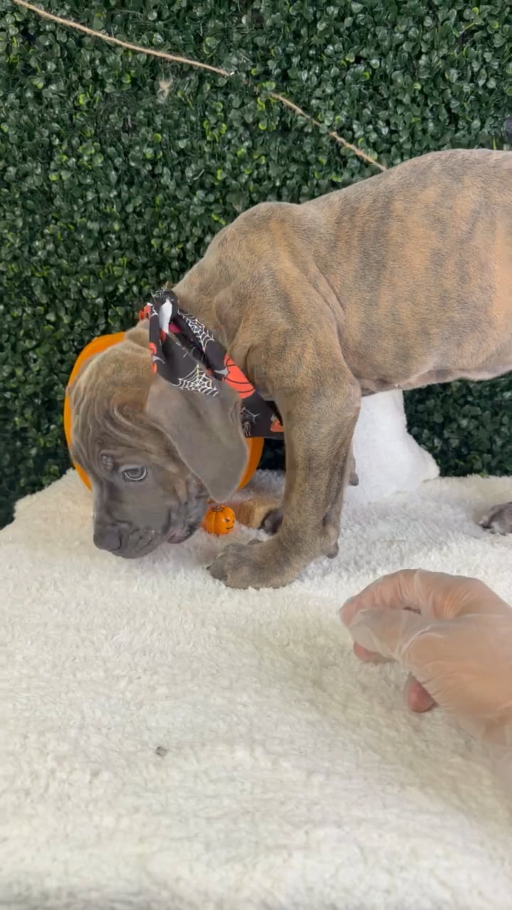 Male Cane Corso puppy named Dante for sale at Puppy Dreams - Garland. video thumbnail