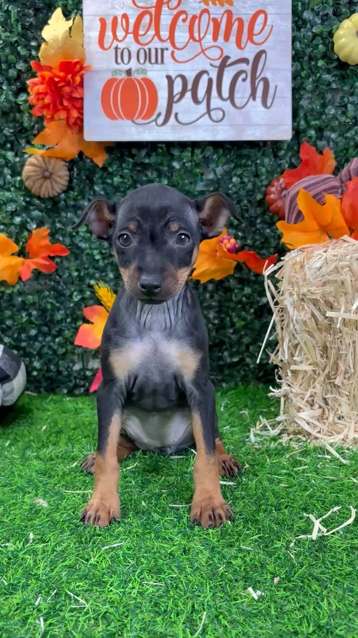 Female Min Pin puppy named Mandy for sale at Puppy Dreams - Wichita West. video thumbnail