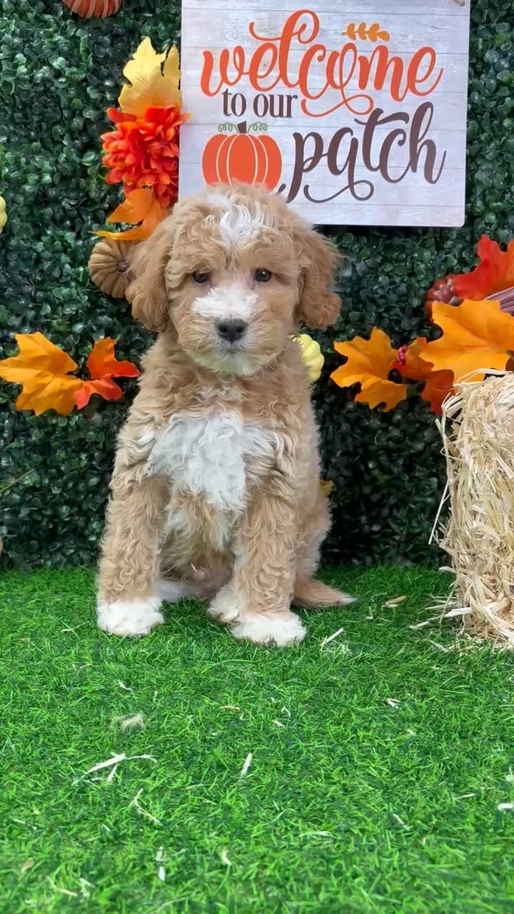 Male Mini Goldendoodle puppy named Boots for sale at Puppy Dreams - Wichita West. video thumbnail