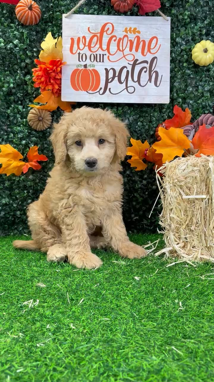 Male Mini Goldendoodle puppy named Archer for sale at Puppy Dreams - Wichita West. video thumbnail