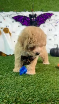 Male Maltipoo puppy named Tater for sale at Puppy Dreams - Carrollton. video thumbnail