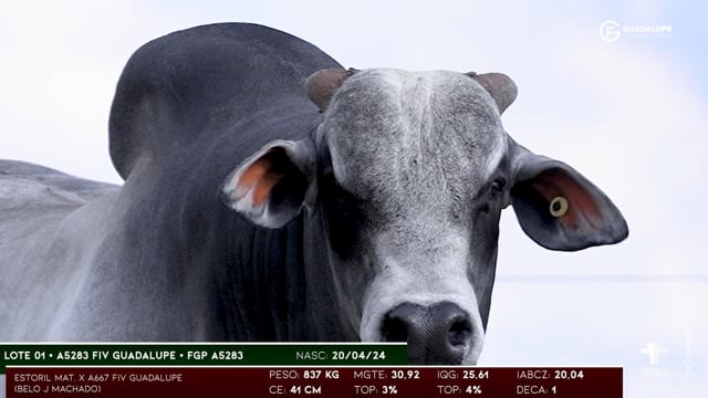 Lote 01