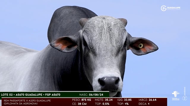 Lote 02