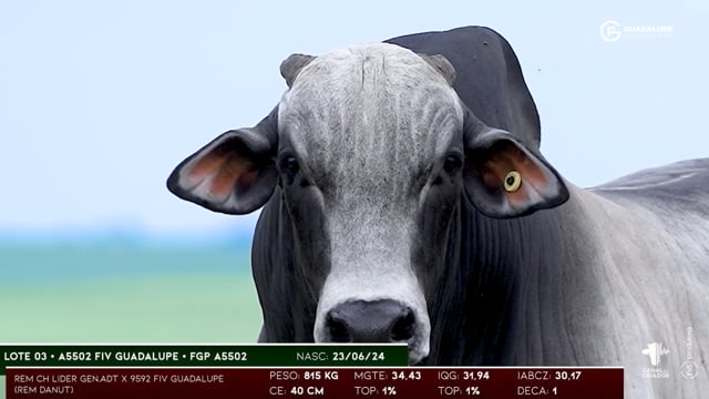 Lote 03