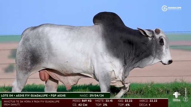 Lote 04