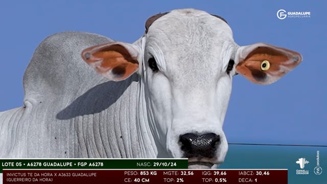 Lote 05