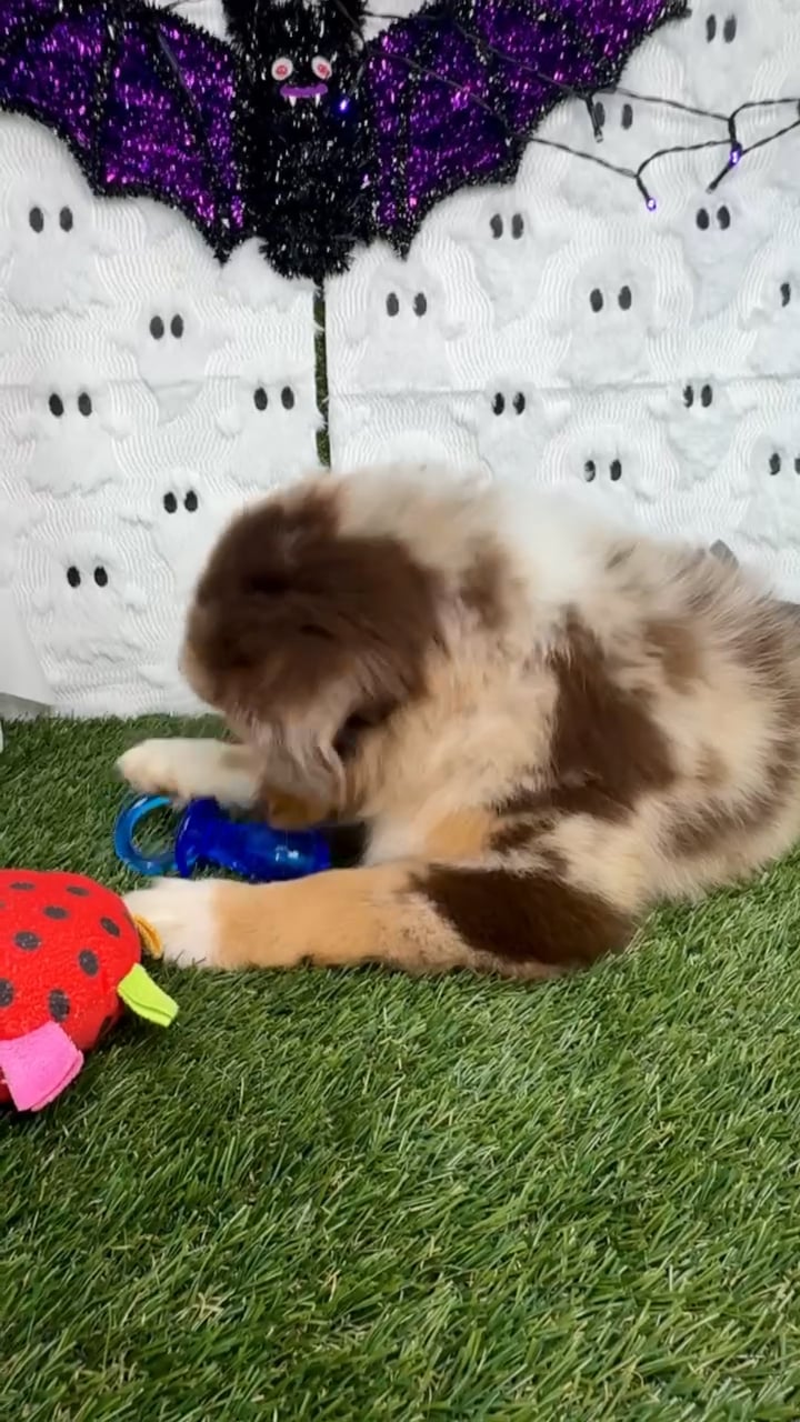 Female Mini Aussie puppy named Pixel for sale at Puppy Dreams - Carrollton. video thumbnail