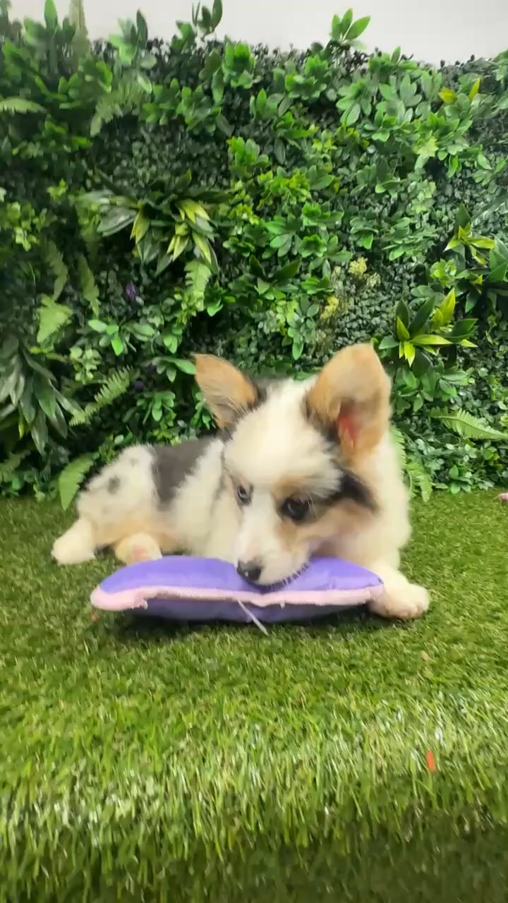 Female Pembroke Welsh Corgi puppy named Shiva for sale at Puppy Dreams - Parks Mall. video thumbnail