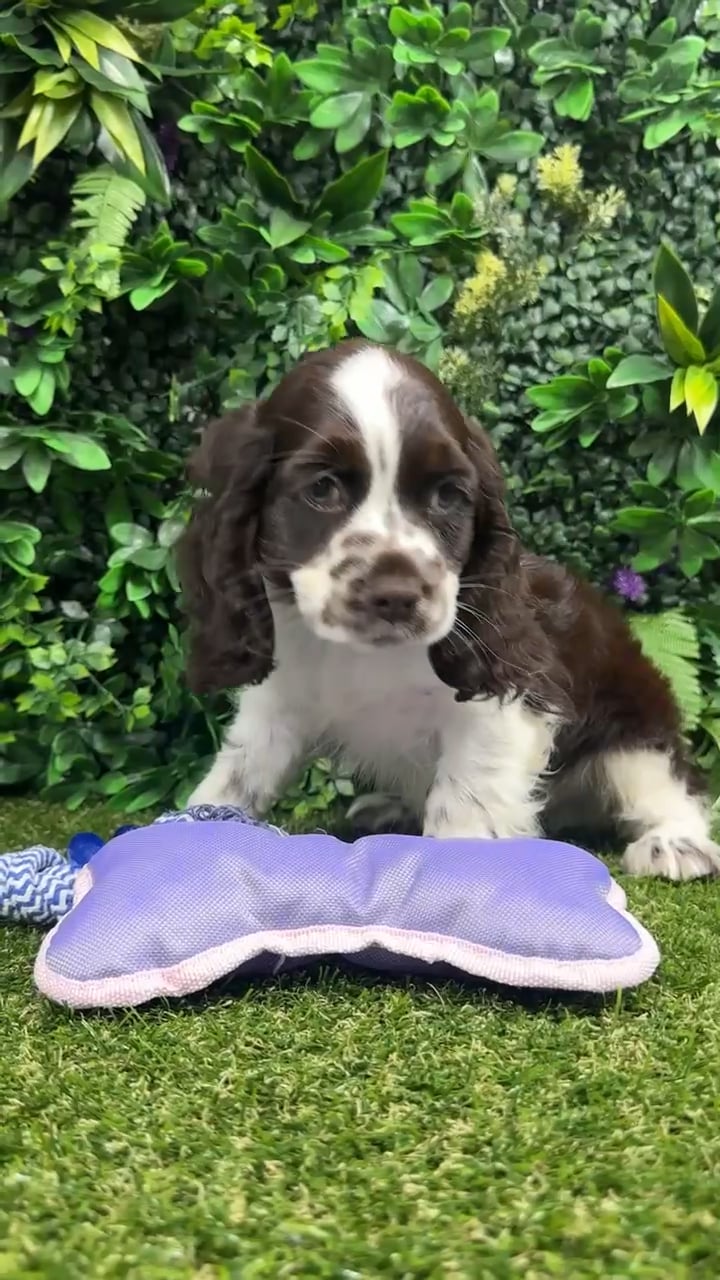 Male Cocker Spaniel puppy named Tommy for sale at Puppy Dreams - Parks Mall. video thumbnail
