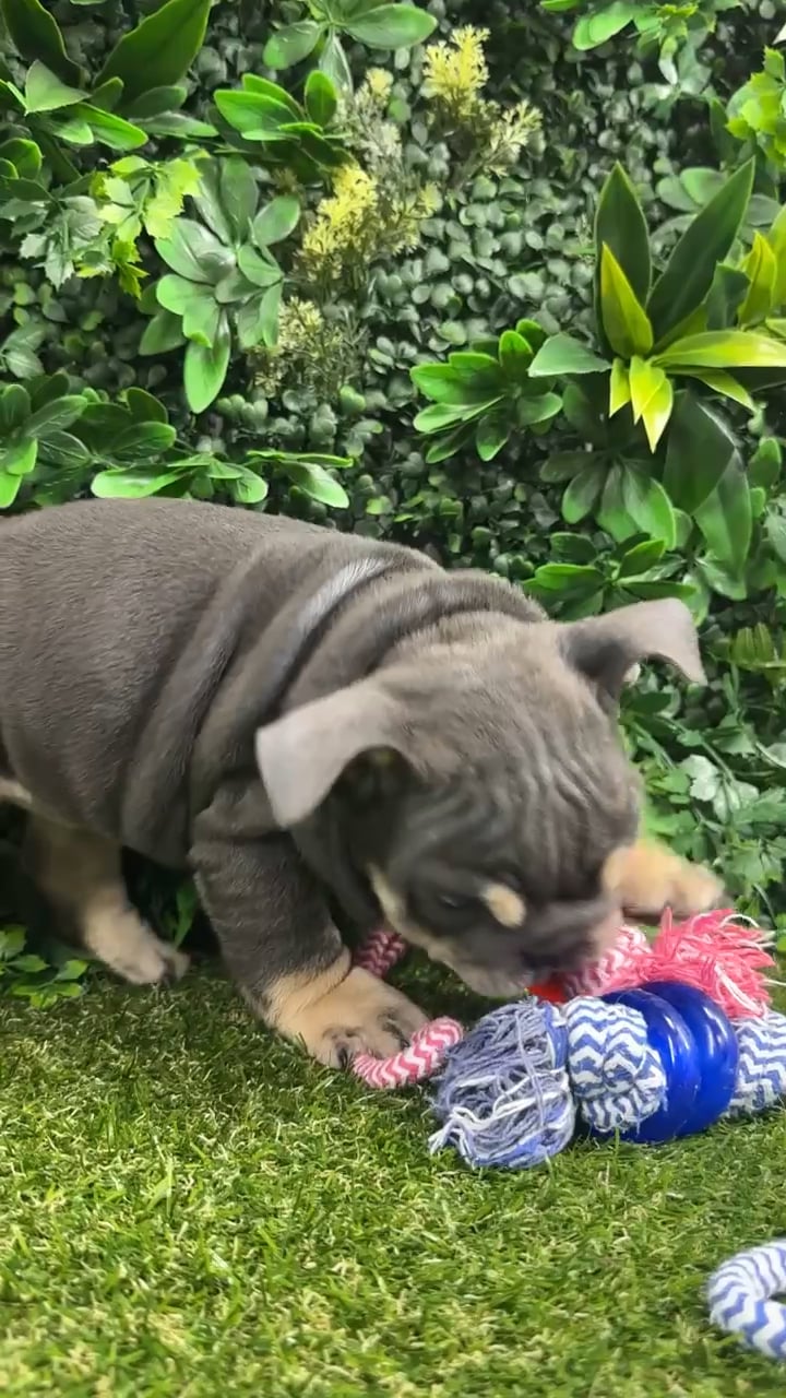 Female English Bulldog puppy named Sky for sale at Puppy Dreams - Parks Mall. video thumbnail