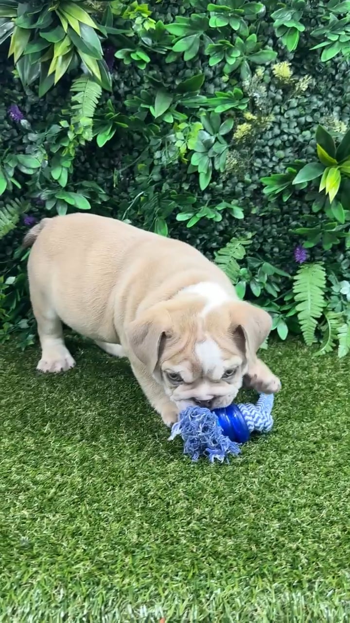 Male English Bulldog puppy named Chowder for sale at Puppy Dreams - Parks Mall. video thumbnail