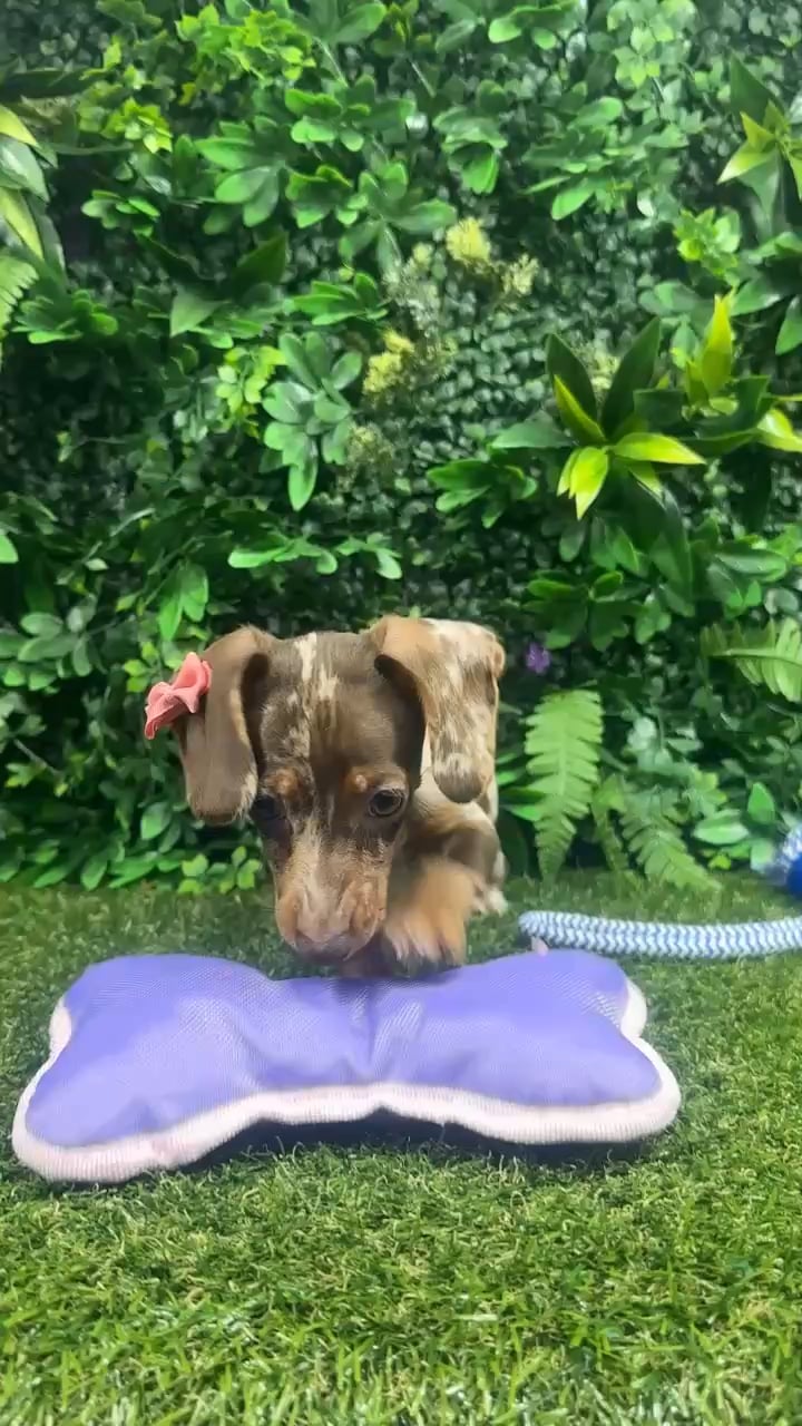 Female Dachshund puppy named Sunny for sale at Puppy Dreams - Parks Mall. video thumbnail