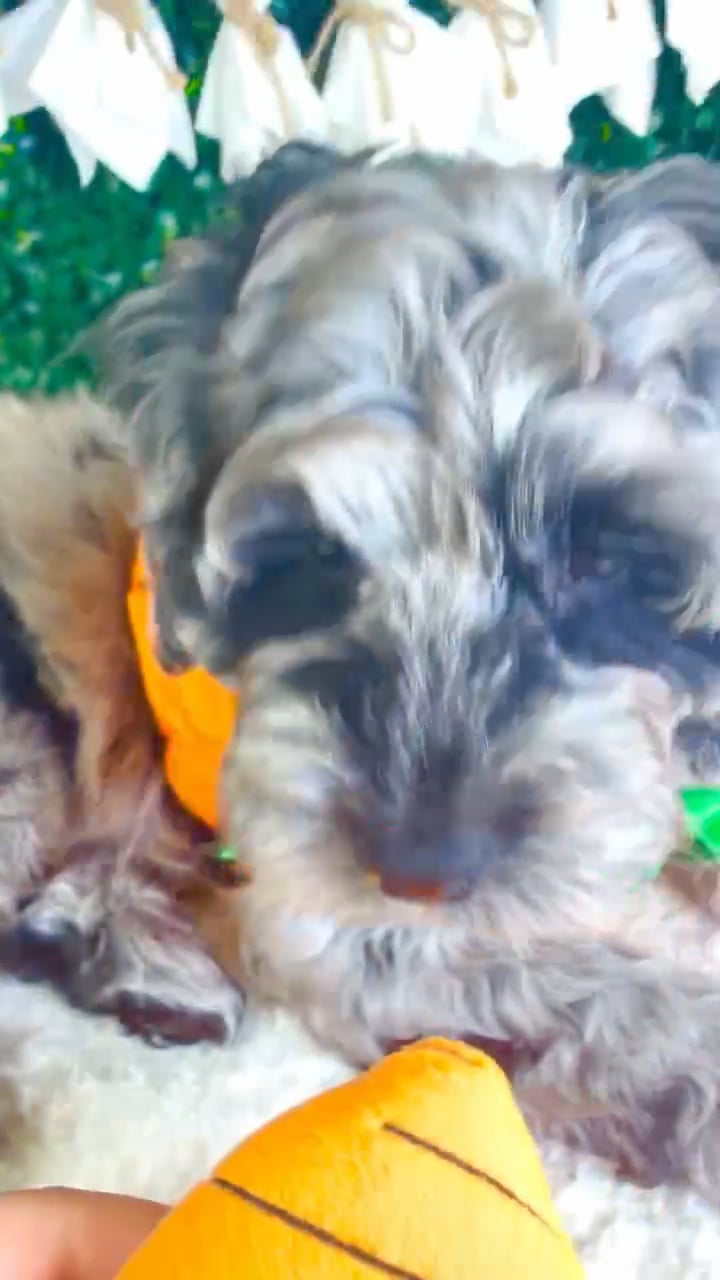 Male Cockapoo puppy named Spooky for sale at Puppy Dreams - Garland. video thumbnail
