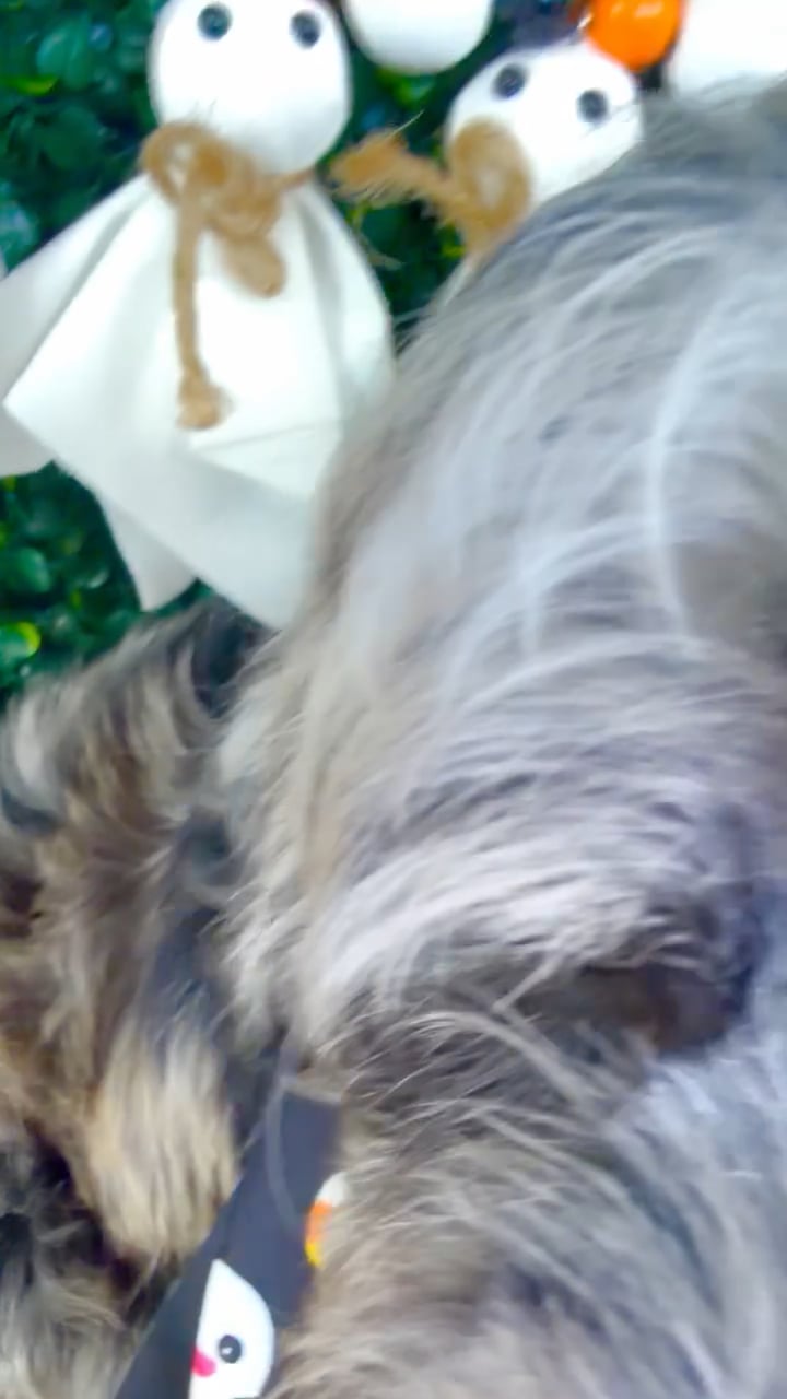 Male Cockapoo puppy named Ghost for sale at Puppy Dreams - Garland. video thumbnail