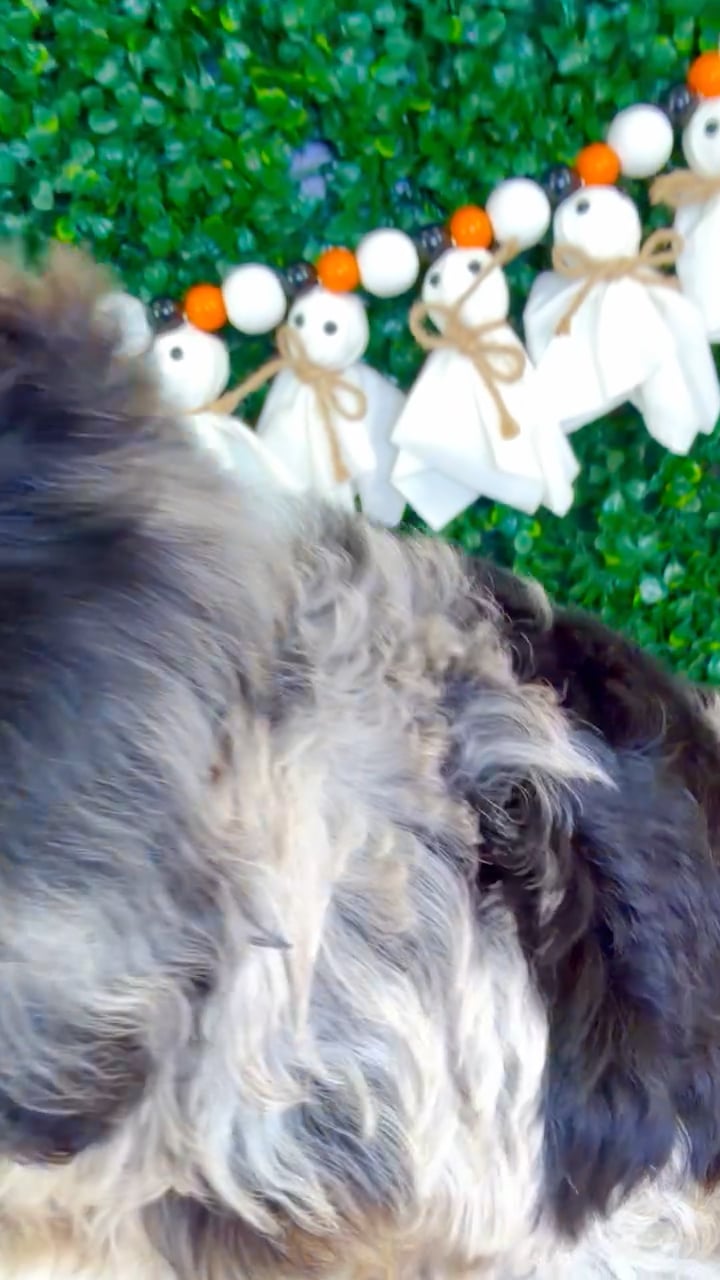 Female Cockapoo puppy named Mary for sale at Puppy Dreams - Garland. video thumbnail
