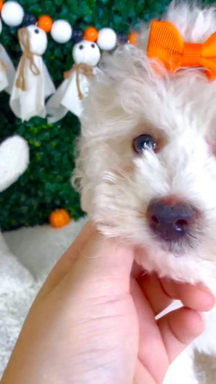Female Bichon-Poodle puppy named Velvet for sale at Puppy Dreams - Garland. video thumbnail