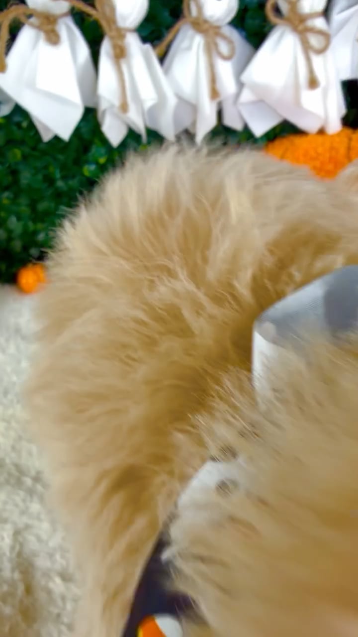 Male Bichon-Poodle puppy named Freddy for sale at Puppy Dreams - Garland. video thumbnail